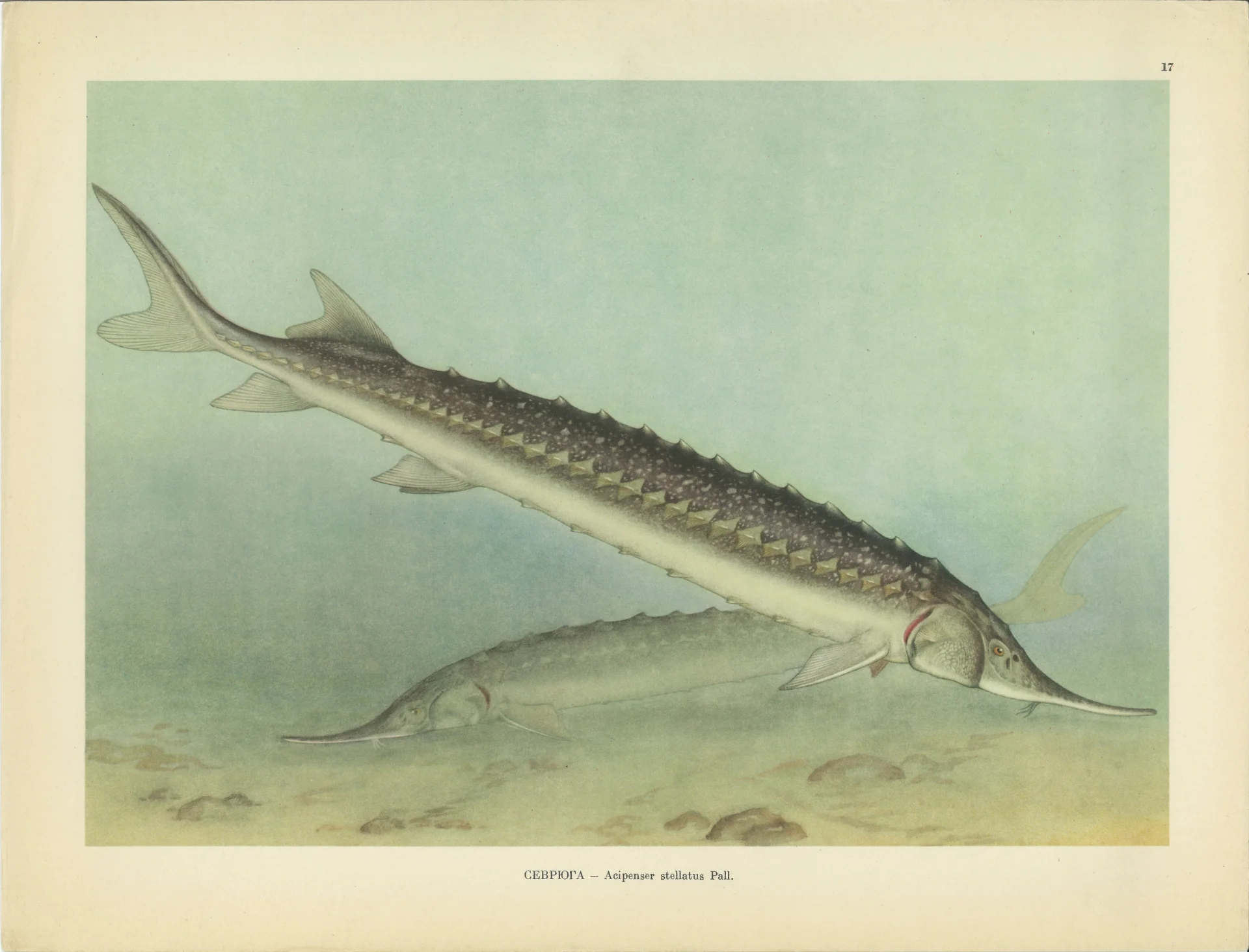 Севрюга (Acipenser stellatus Pall.)