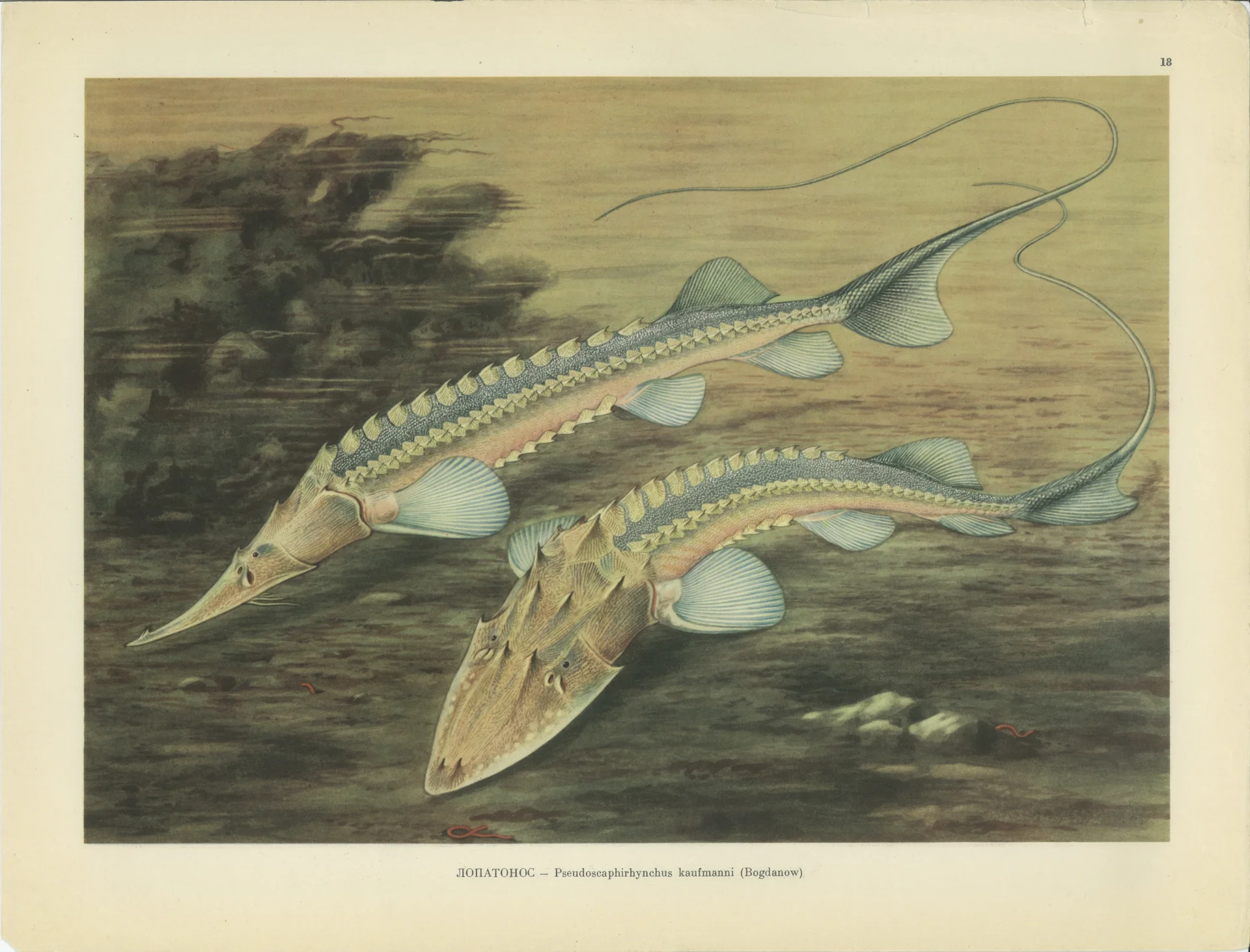 Лопатонос (Pseudoscaphirhynchus kaufmanni (Bogdanow))